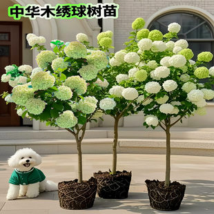 木本绣球树苗中华木绣球大花斗球别墅阳台庭院盆栽花卉耐寒风景树
