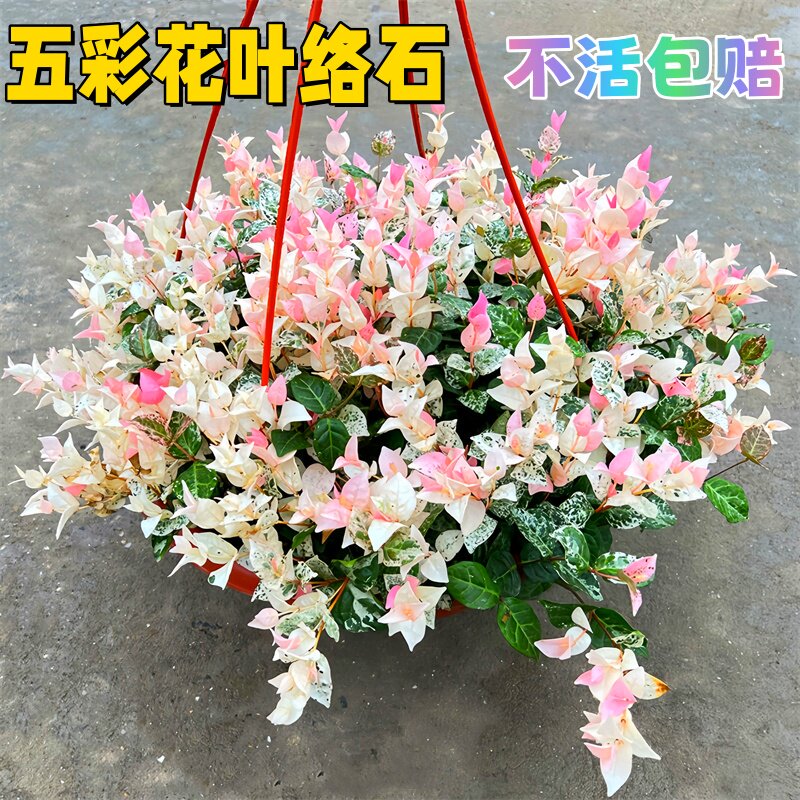 花叶络石五彩四季盆栽好养图片