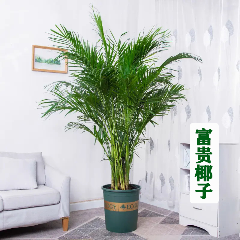 富贵椰子树散尾葵盆栽绿植花卉凤尾竹室内客厅大型植物夏威夷竹子-封面
