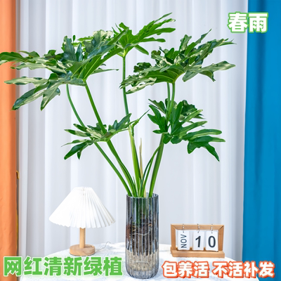 春羽盆栽水培春雨绿植蔓绿绒办公室内绿植物客厅四季常青大叶好养