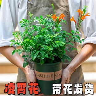 粉色凌霄花橙紫云藤盆栽非洲凌霄苗爬藤耐寒阳台庭院植物四季开花