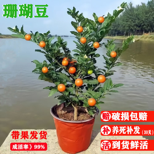 当年结果，耐寒耐热