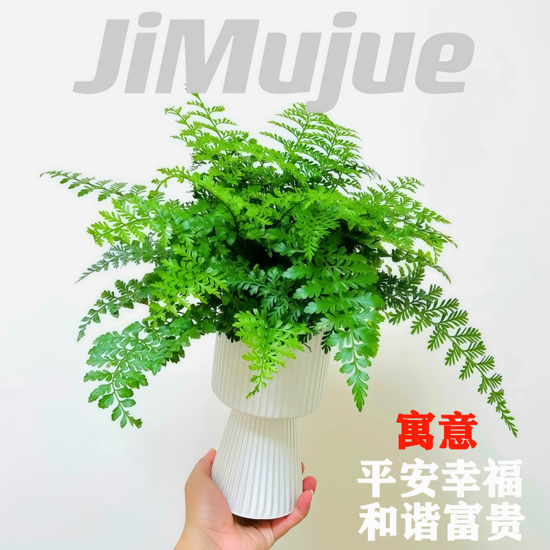 蕨类植物吉姆蕨盆栽办公室内桌面懒人客厅好养净化空气绿植宝石蕨