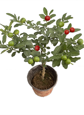 看樱桃木本植物阳台庭院四季
