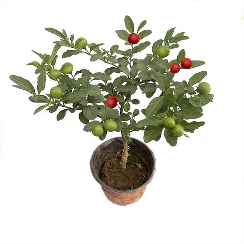 珊瑚豆珊瑚樱看樱桃盆栽冬珊瑚室内阳台吉庆果开花观果四季果植物