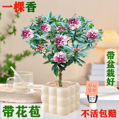 金边瑞香盆栽浓香型带花苞室内客厅阳台耐寒老桩大苗四季花卉植物