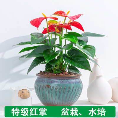 红掌水培植物花瓣亭四季开花