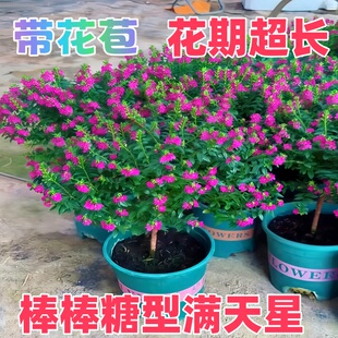 满天星盆栽萼距花工程绿化苗好养植物开花爆满孔雀兰庭院阳台 四季