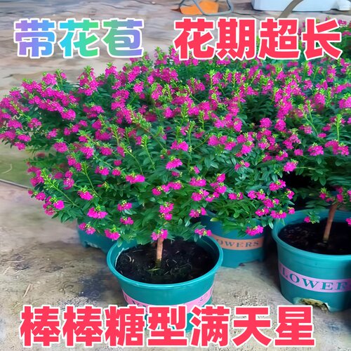 开花爆满天星四季盆栽好养