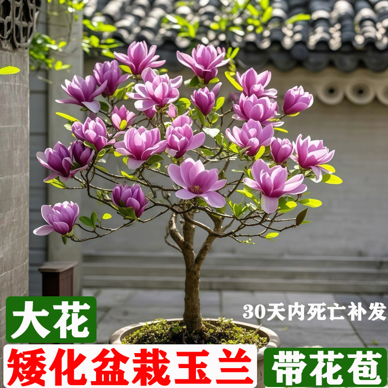 玉兰花树苗矮化盆栽庭院耐寒