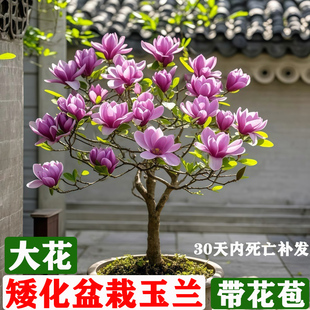 玉兰花树苗矮化盆栽大树苗庭院耐寒带花苞牡丹四季好养活庭院植物