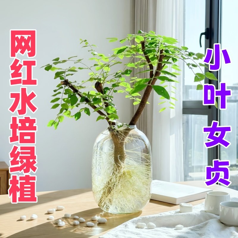 水培小叶女贞绿植水养植物毛叶杜鹃鲜切枝澳洲丁香木四季常青观叶,鲜花速递/花卉仿真/绿植园艺,绿植,淘宝优惠券,粉丝福利购,淘宝优惠卷