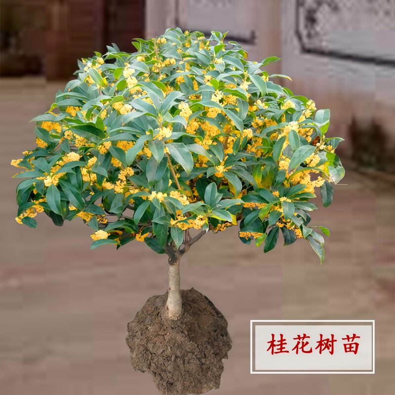 嫁接桂花树苗浓香四季开花阳台图片