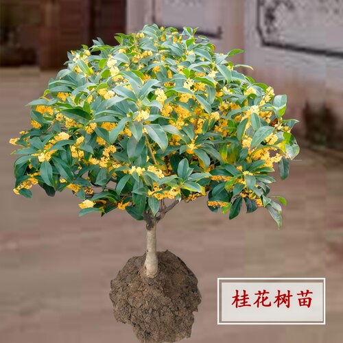 嫁接桂花树苗浓香四季开花阳台
