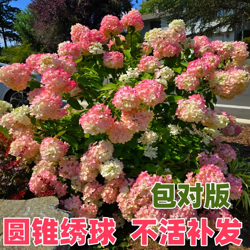 圆锥绣球花苗盆栽石灰灯香草草莓四季不断花卉室内开花易成活植物