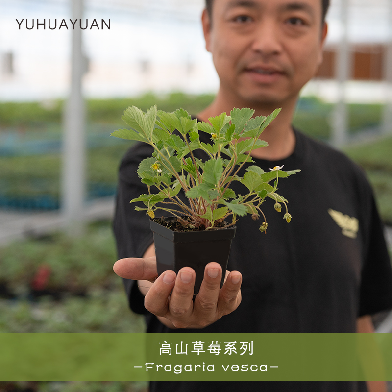 高山林地传家宝草莓原始种盆栽