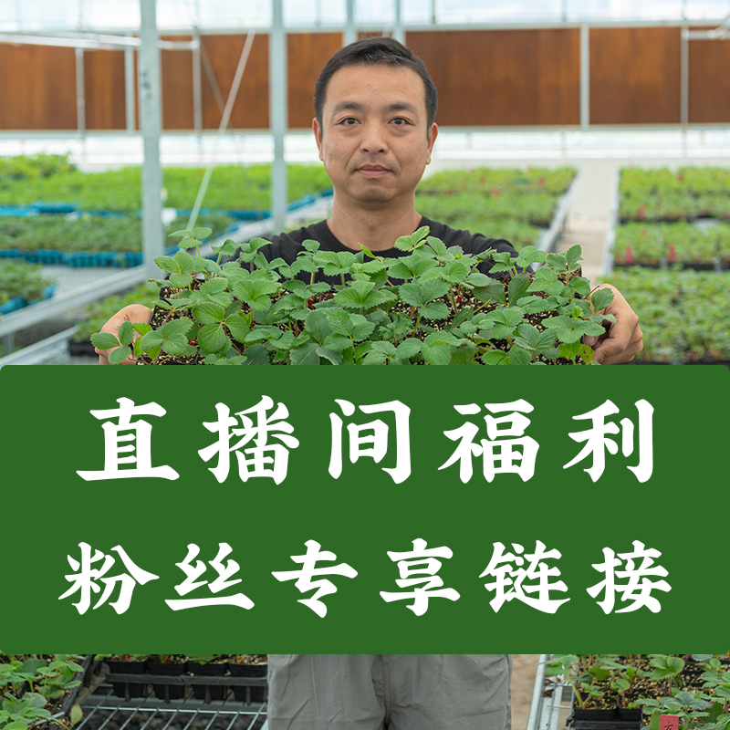 手艺人飞羽草莓苗品种对版章姬红颜香野玄玉真红美玲甜草莓盆栽