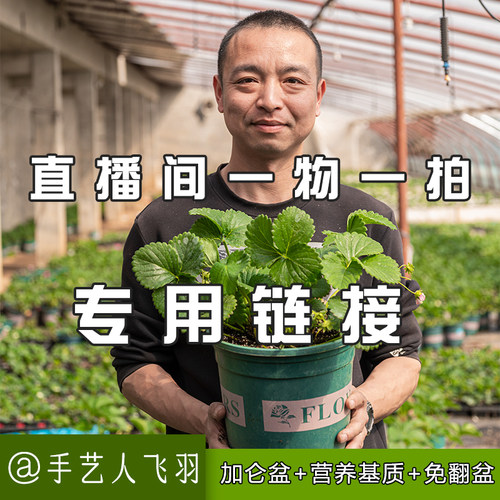 手艺人飞羽农场直发盆栽四季草莓家庭阳台种植加仑盆黑珍珠可食用