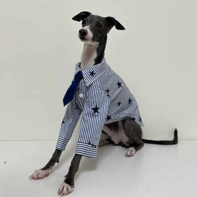灵缇犬春夏秋全棉领带衬衫