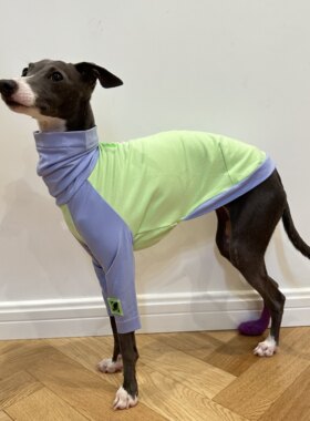 小灵缇惠比特北灵顿梗犬衣服
