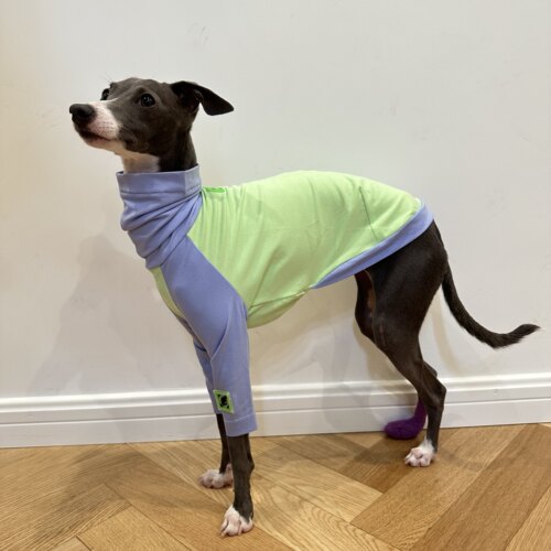 小灵缇惠比特北灵顿梗犬衣服