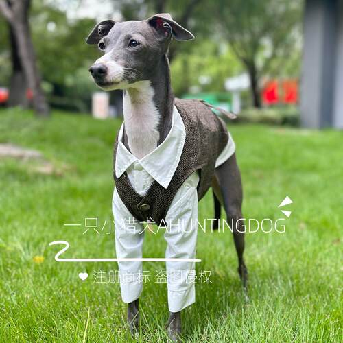 一只小猎犬西装马甲简约英伦风意大利小灵缇惠比特贝林顿衣服