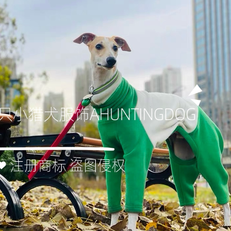 一只小猎犬双拼色四脚衣双面绒保暖小灵缇惠比特细狗衣服