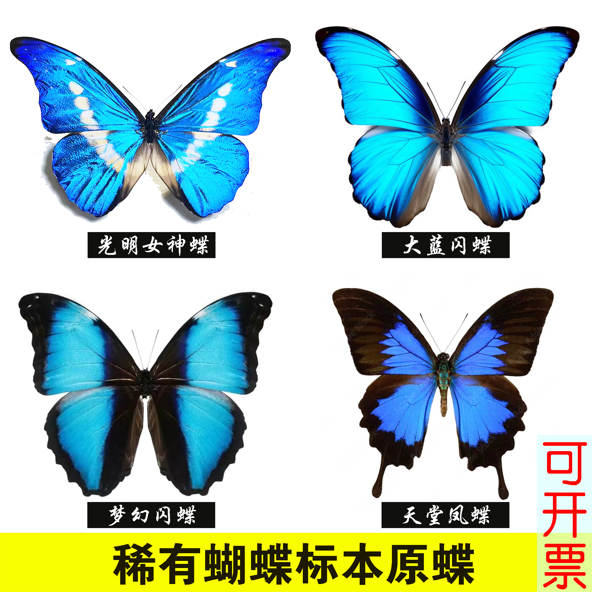 未展翅原蝶蝴蝶标本稀有蝶科普蝶