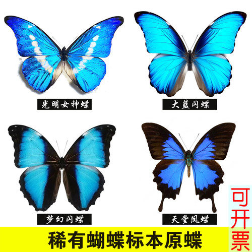 未展翅原蝶蝴蝶标本稀有蝶科普蝶