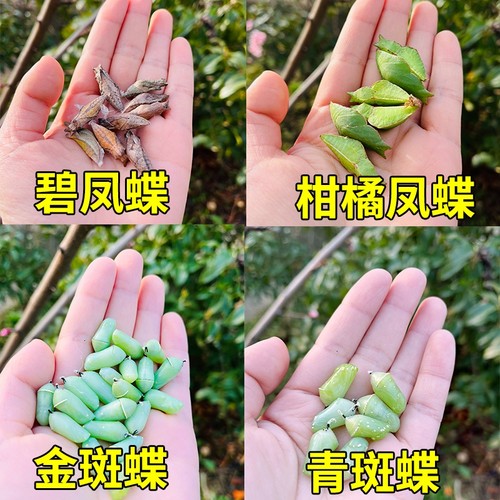 蝴蝶蛹可孵化破茧成蝶儿童观察