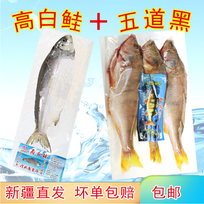 高白鲑五道黑新疆冷水鱼净膛包邮