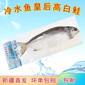 高白鲑新疆赛里木湖冷水鱼红烧鱼生态速冻整条开背去内脏净膛 包邮