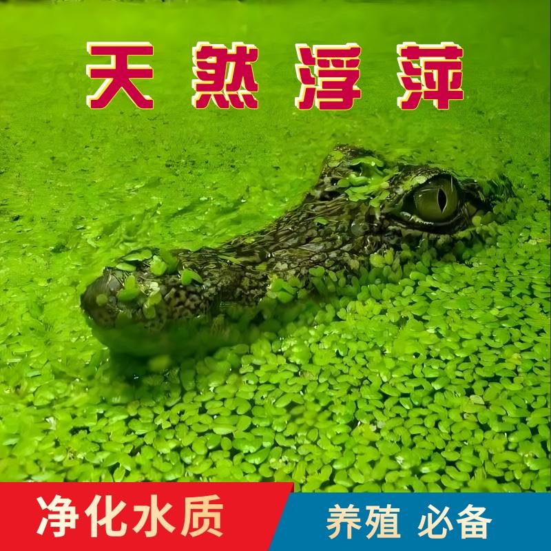 芝麻浮萍小青萍水草水葫芦水芙蓉鱼缸龟缸河道造景观净化水质乌龟
