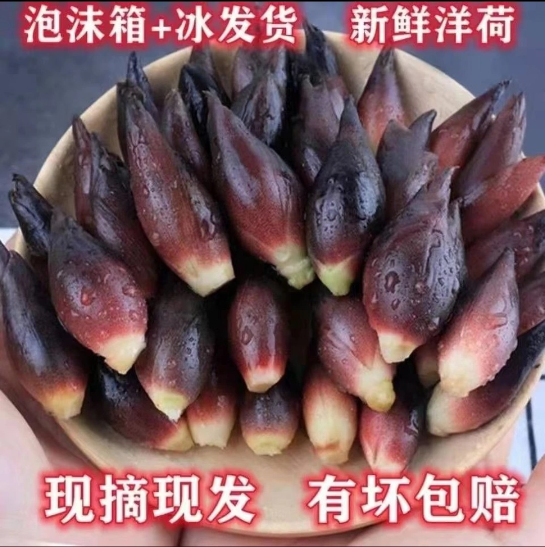 洋荷姜新鲜洋河姜野良姜阳和洋藿野生洋火洋河菜贵州洋河笋