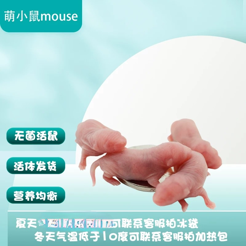 无菌活体小白鼠乳鼠开口红粉皮霜爬宠角蛙饲料喂龟虫食物猫粮包邮