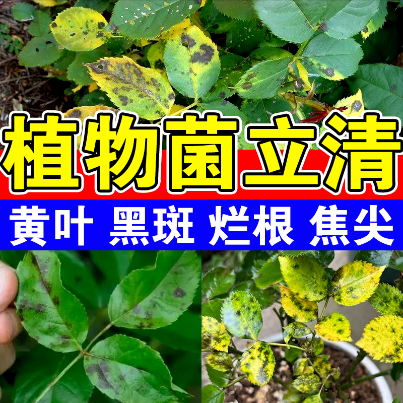 植物菌立清杀菌剂通用免稀释微生物菌剂盆栽绿植抑菌营养液花肥料