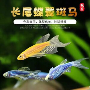 自选色长尾长鳍蝶翼斑马热带鱼龙凤好养耐活翡翠绿活鱼新手观赏鱼