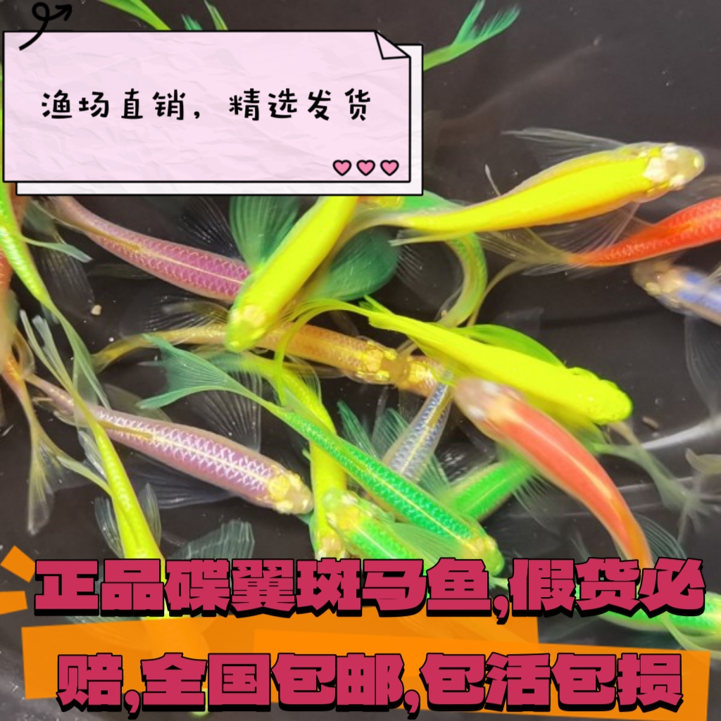 长尾蝶翼斑马鱼观赏鱼淡水耐低温鱼练手淡水小型活体荧光绿翡翠红 宠物/宠物食品及用品 鱼 原图主图