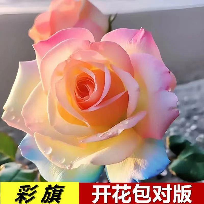 吸色浓香型四季开花高贵玫瑰花苗盆栽花卉室内外观花月季吸色效果