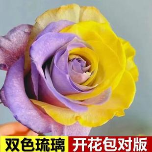 花苗特大花盆栽四季 玫瑰花树苗老桩月季 开花卉红蔷薇阳台吸色效果