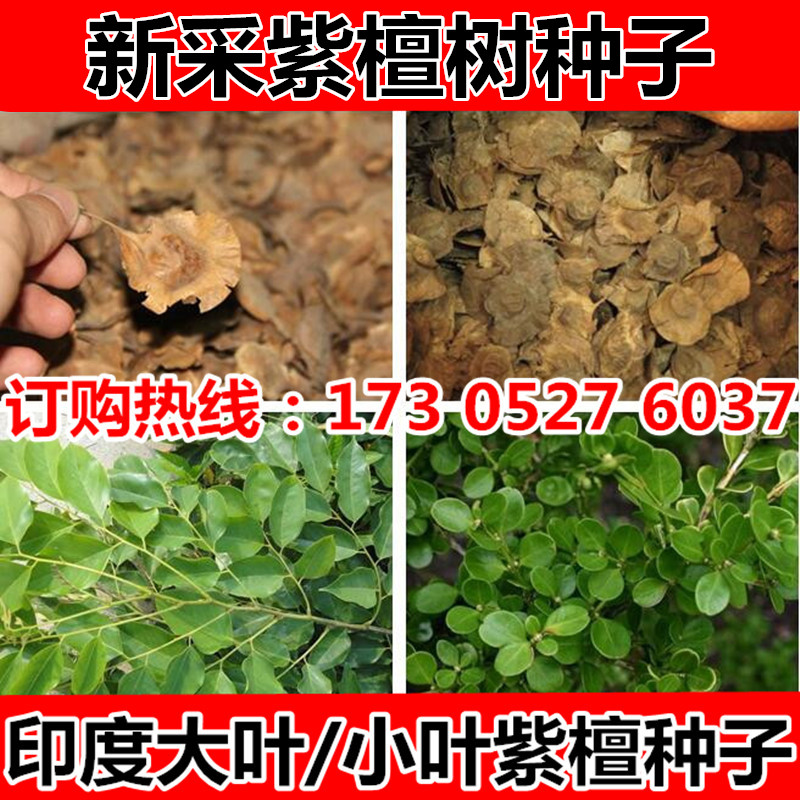 大叶紫檀种子 小叶紫檀种子 檀香树种子 海南紫檀种子 包邮