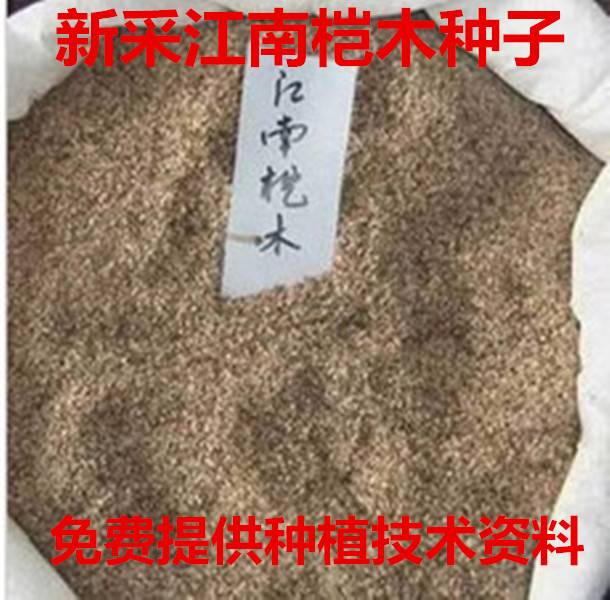 新采林木种子桤木种子