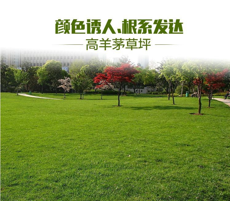 高羊茅草种草坪种籽高羊毛四季青护坡草进口狗牙根黑麦草种子包邮
