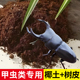 甲虫成虫垫材椰砖椰壳木屑独角仙兜虫锹甲花金龟保湿 除臭昆虫饲养