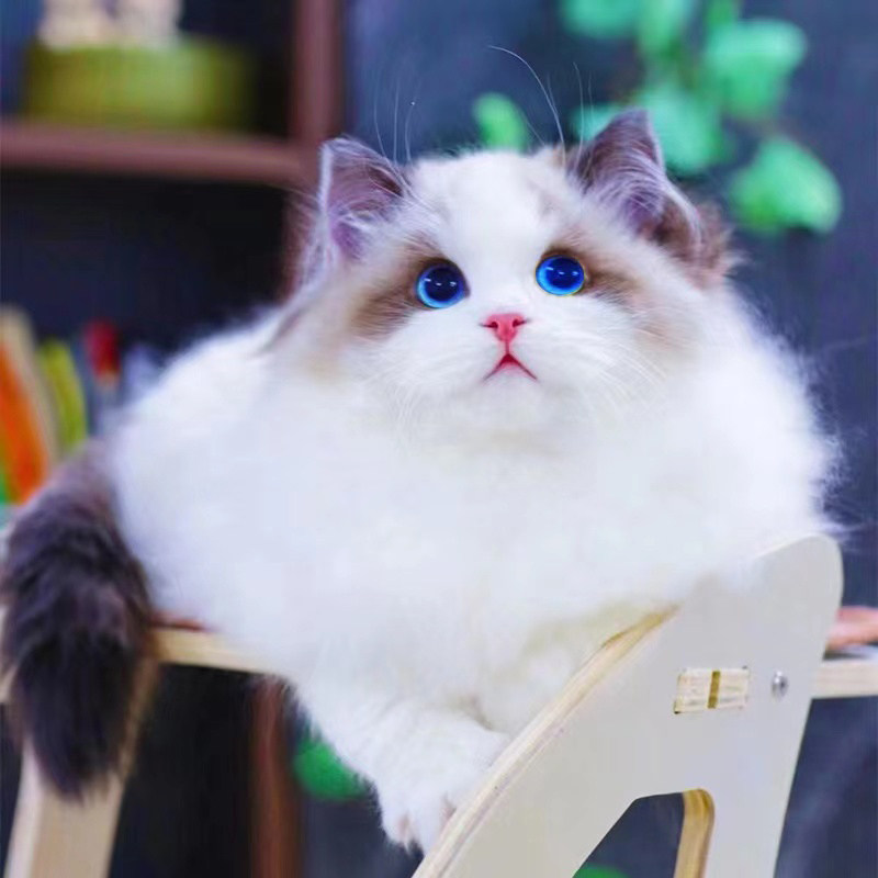 纯种布偶猫长毛布偶幼猫海双蓝双蓝眼睛波斯系猫咪活体幼崽宠物猫