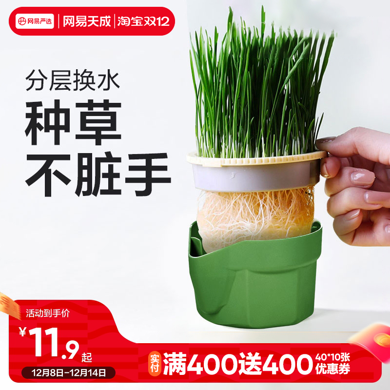 网易天成无土水培猫草网易天成