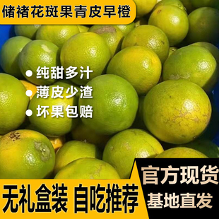 正品2025云南储褚冰糖橙子花斑果官方旗舰店新鲜水果家庭装包邮
