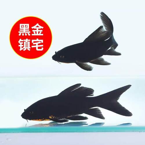 黑金锦鲤镇宅龙凤耐活好养耐寒鱼