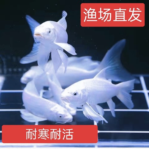 新手包活白金锦鲤高颜值观赏鱼苗耐寒好养易活冷水鱼活体