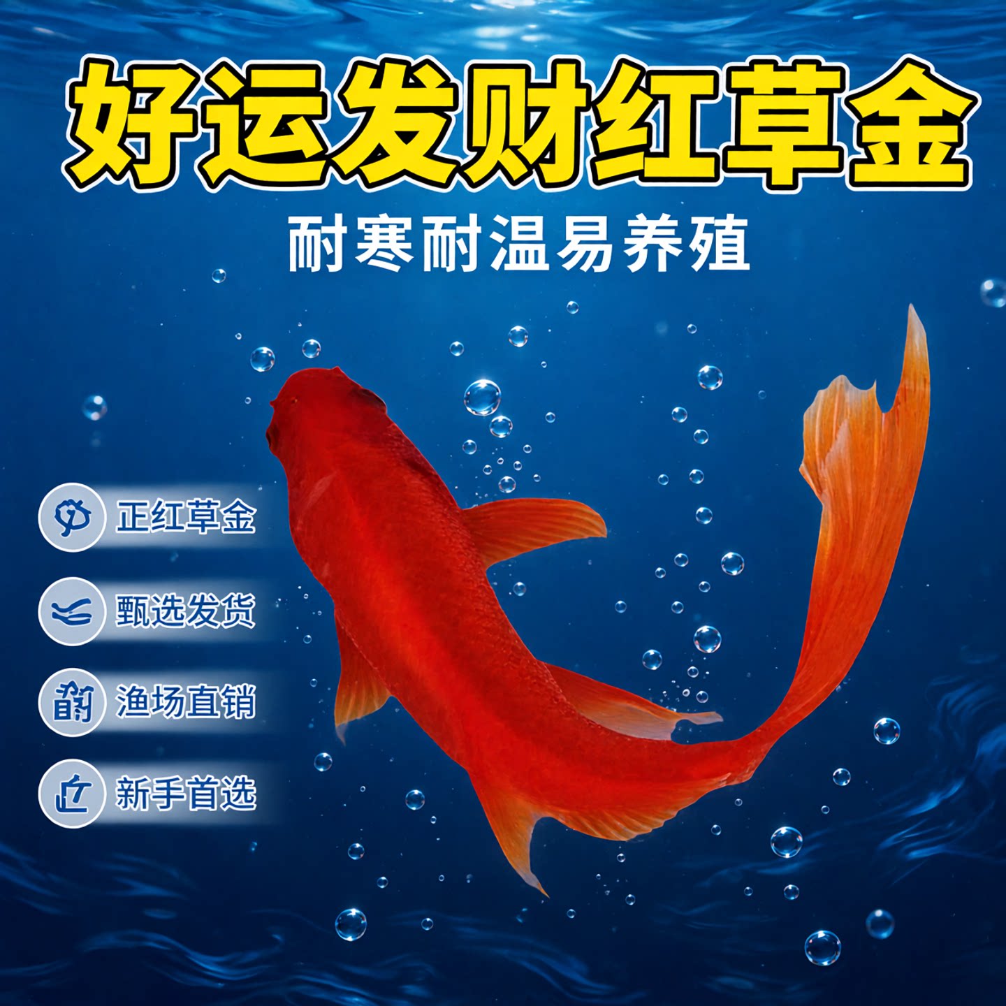 中国红锦鲫草金冷水易存活观赏鱼鱼苗鱼缸适合新手养殖耐寒耐高温